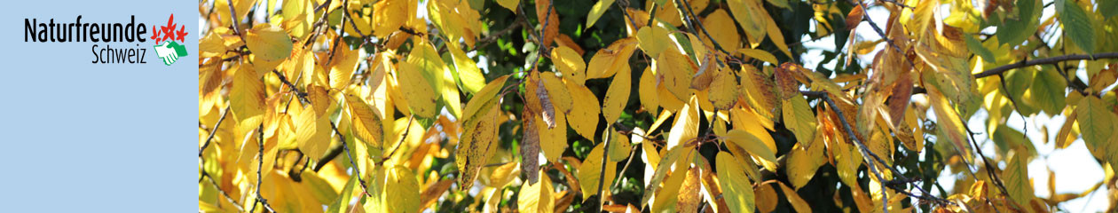 NF Sektion Zürich-Altstetten